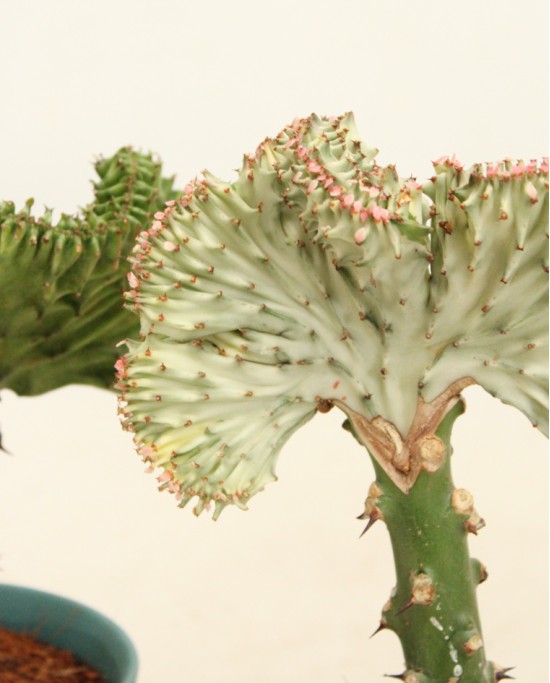 Euphorbia Cristata Mix