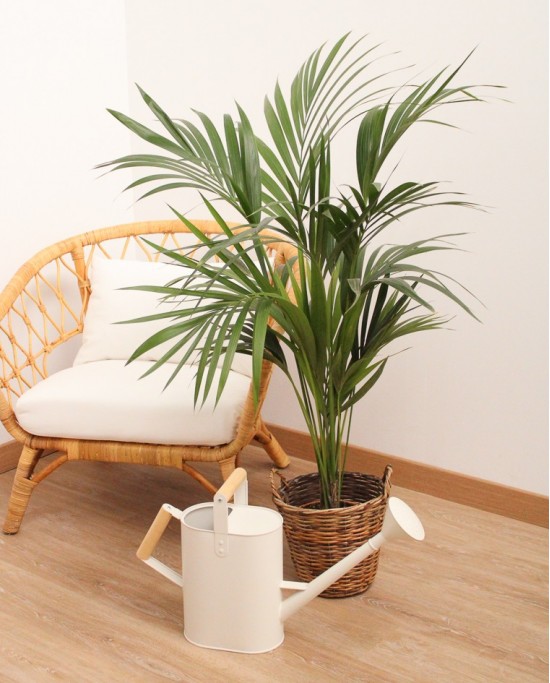 Kentia G (1.40m)
