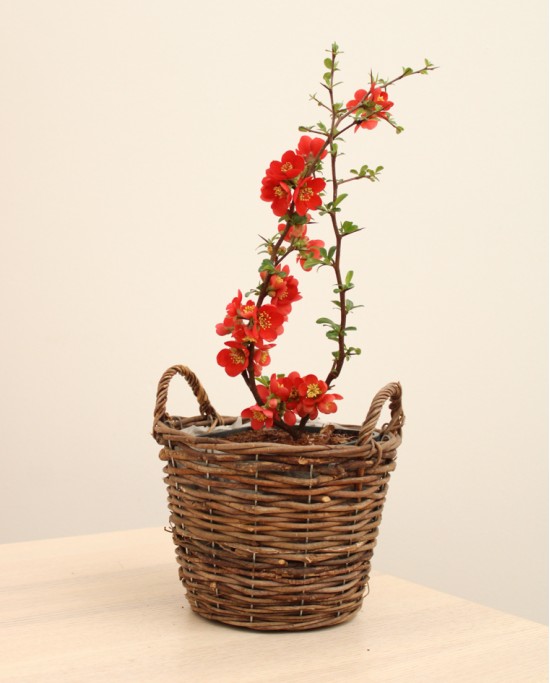 Chaenomeles