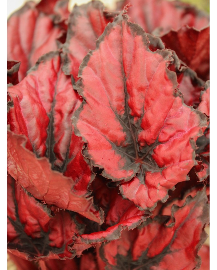 Comprar begonias variadas de diferentes colores | La Majosa