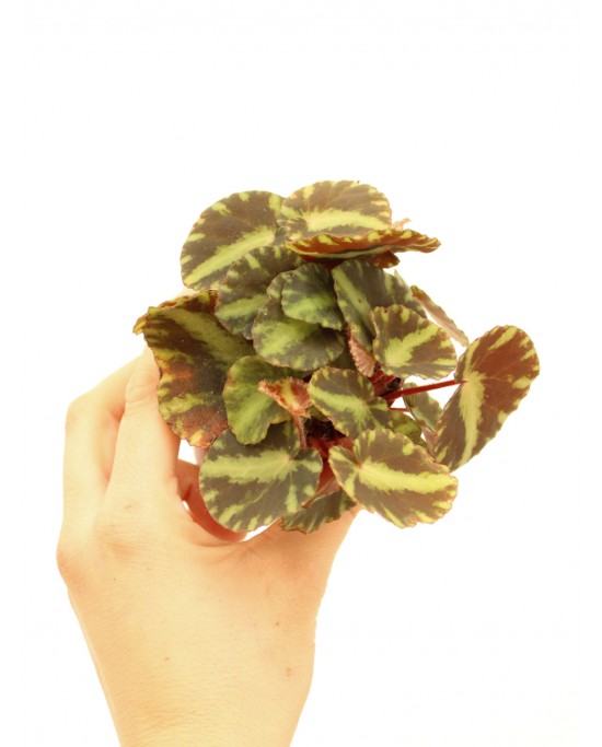 Begonia Cleopatre