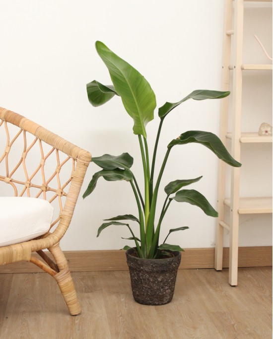 Strelitzia Nicolay M