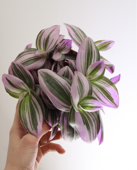 Tradescantia nanouk