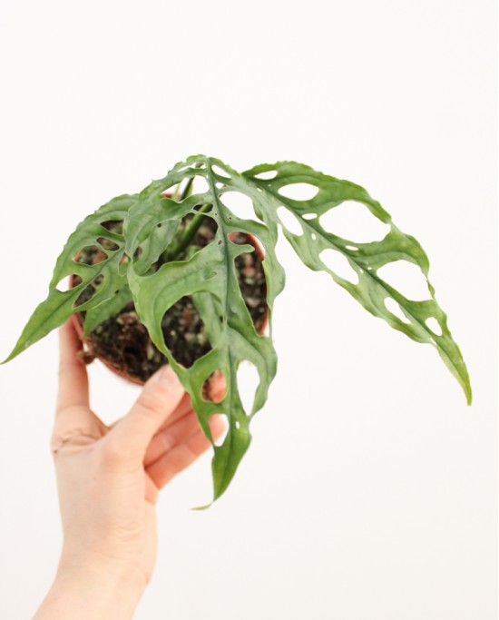 Monstera Oblicua Peru
