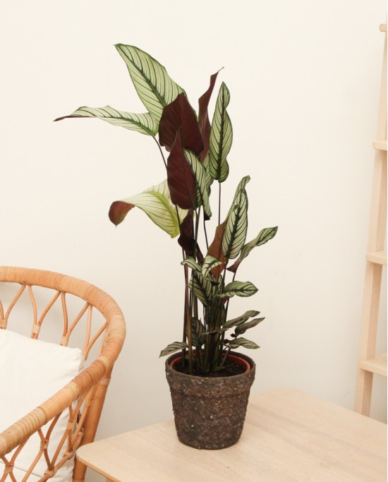 Calathea Whitestar