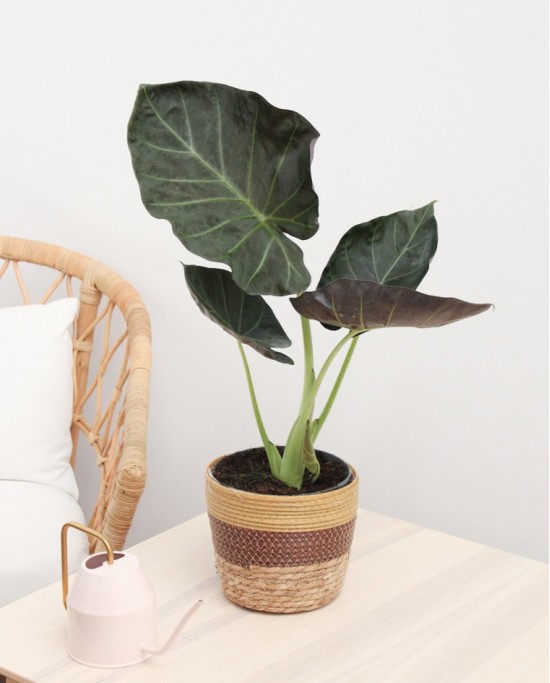 Alocasia Regal Shell