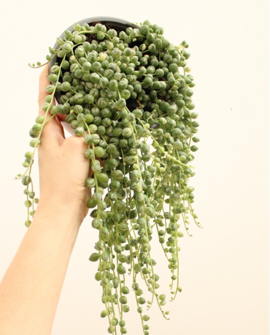 Senecio Rowleyanus Variegata