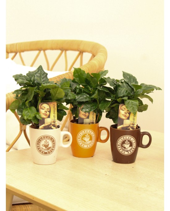 Coffea P