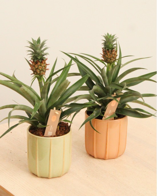 Ananas Piña Terra