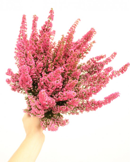 Erica Glacilis