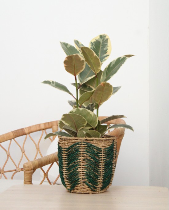 Ficus Tineke G