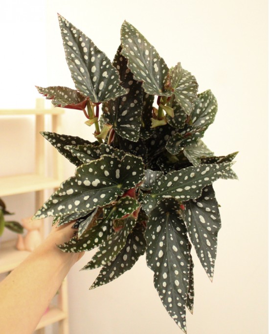 Begonia Maculata Spotligh