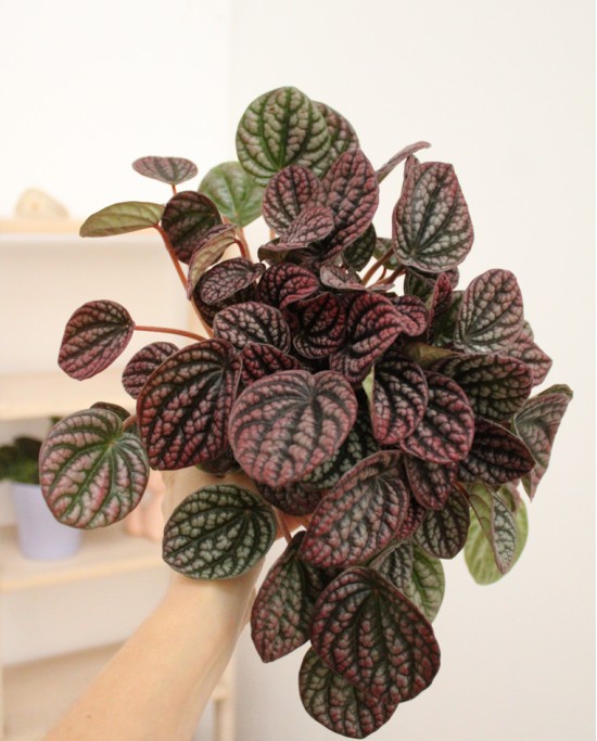 Peperomia Lucinda