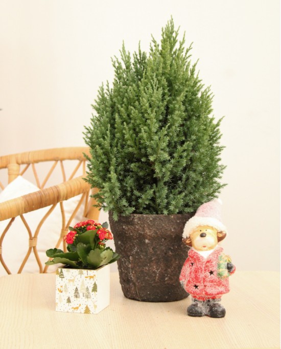 Juniperus Stricta P
