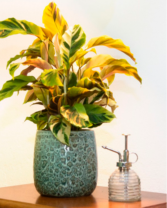 Calathea Yellow Fusion