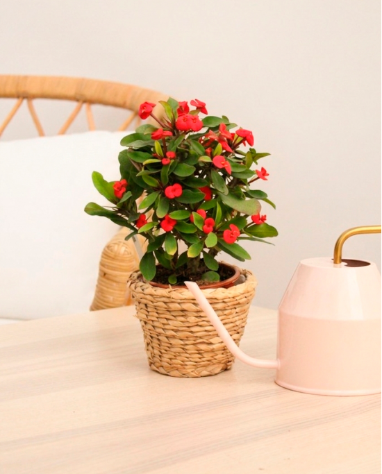 Euphorbia Milli
