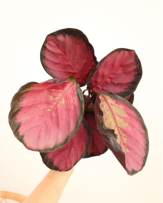 Calathea Roseopicta Rosy M12