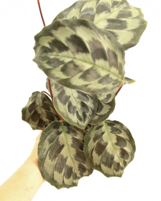 Calathea Kenedy