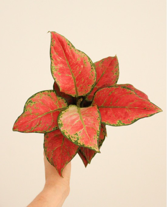 Aglaonema Cayenne Red