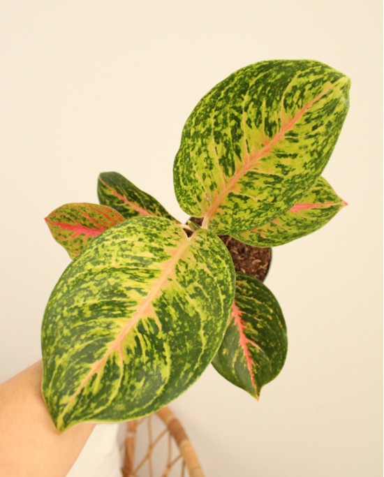 Aglaonema Spring Red