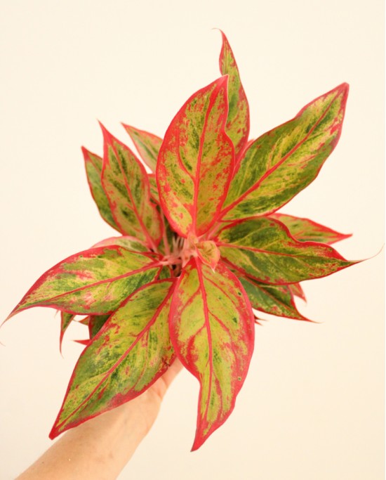 Aglaonema Red Fire