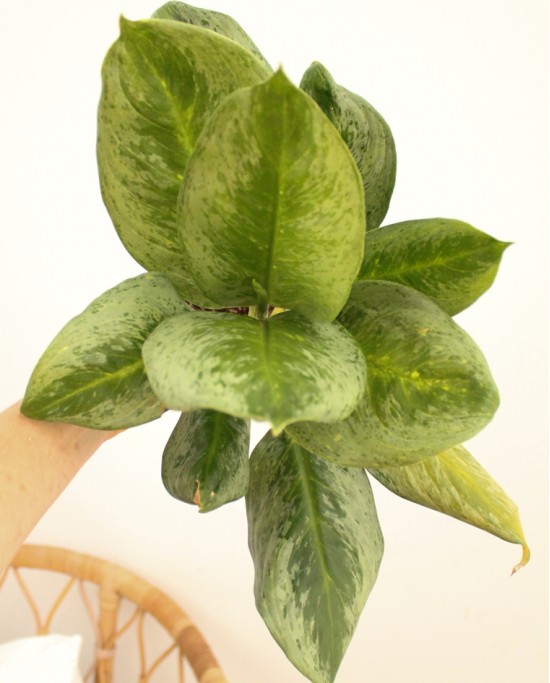 Aglaonema Pistachio