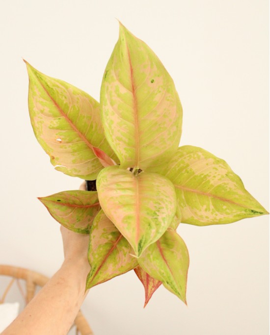Aglaonema Pastella