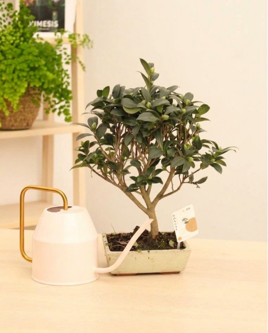 Bonsai Camelia
