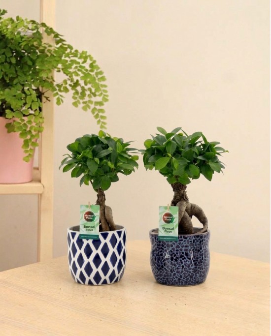 Ficus Ginseng P