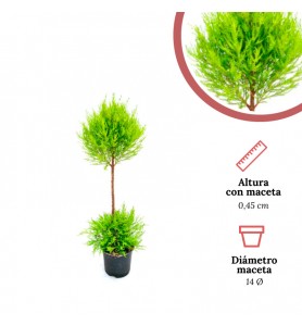 Cupresus Limón Bola M14