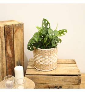 MONSTERA OBLIQUA M17
