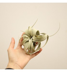 Tillandsia Xerographica
