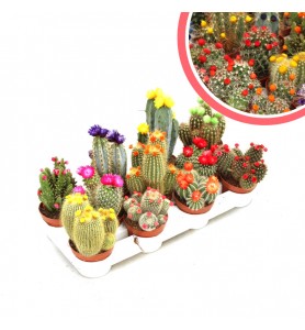 Cactus Decorados Flor M10,5