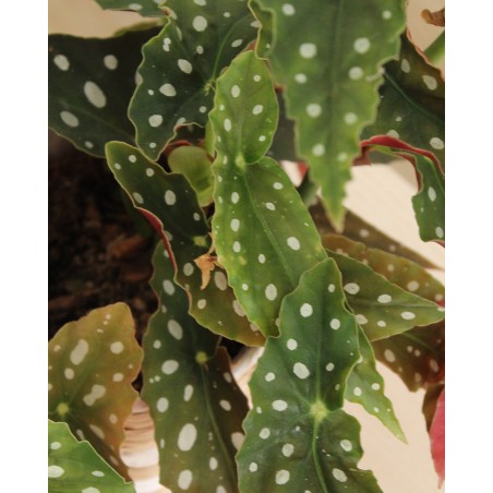 Begonia Maculata M13