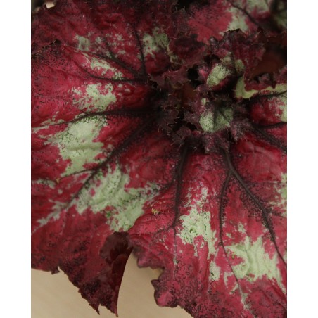 Begonia Fandango M13