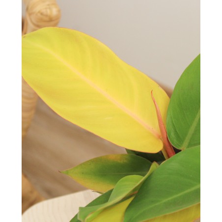 Philodendron Prince Of Orange M14