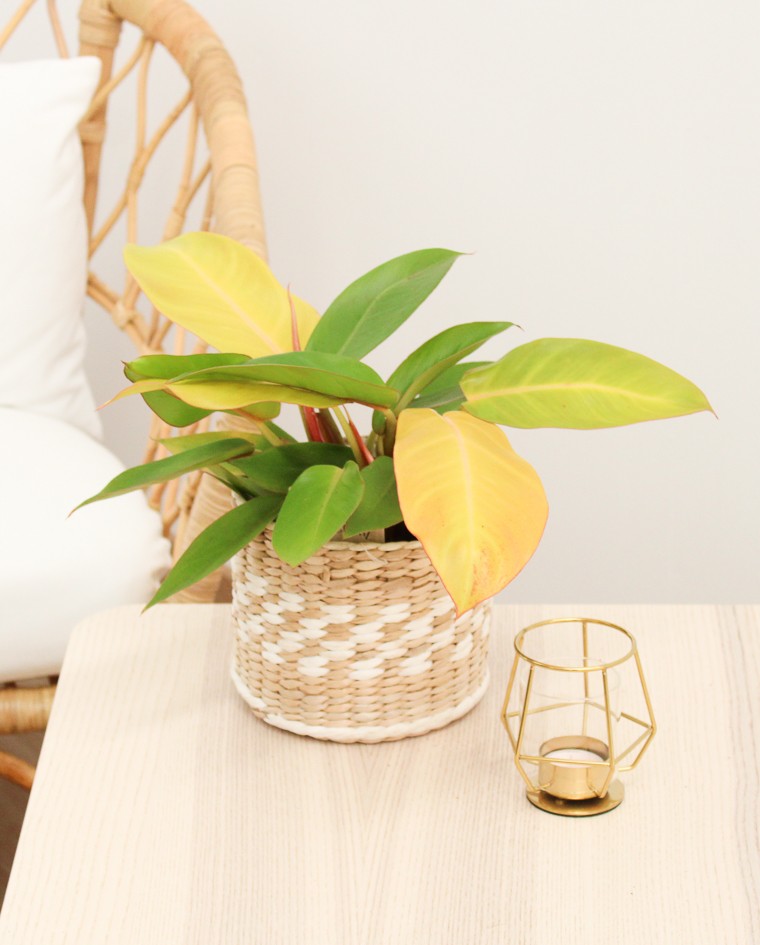 Philodendron Prince Of Orange M14
