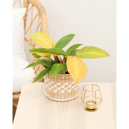 Philodendron Prince Of Orange M14