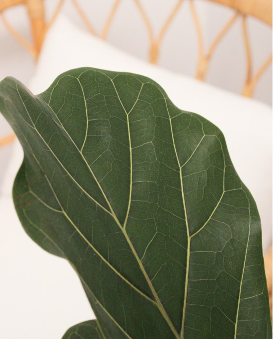 Ficus Lyrata M21 1,20m*
