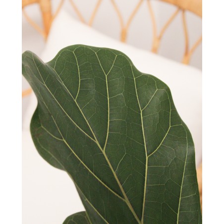 Ficus Lyrata M21 1,20m*
