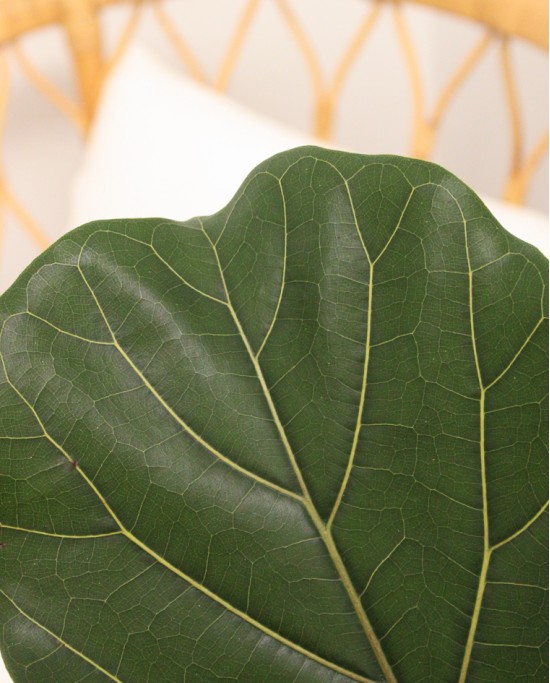 Ficus Lyrata M21 1,20m*