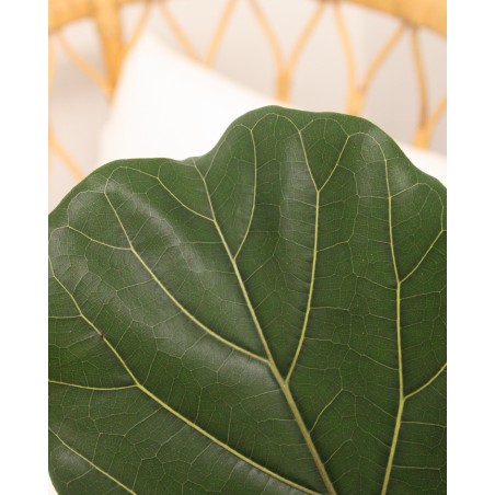 Ficus Lyrata M21 1,20m*