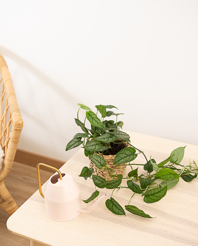 Monstera Siltepecana M12