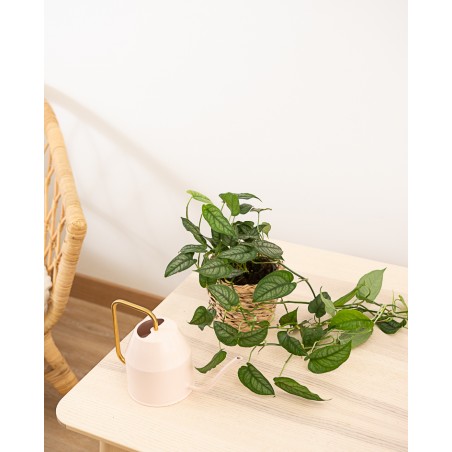 Monstera Siltepecana M12