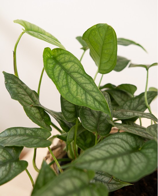 Monstera Siltepecana M12