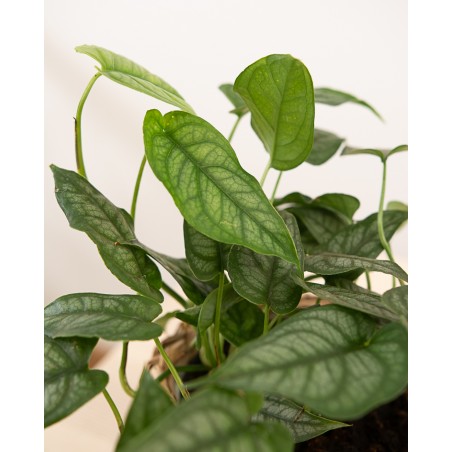 Monstera Siltepecana M12