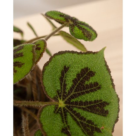 Begonia Massoniana Little Rock M12