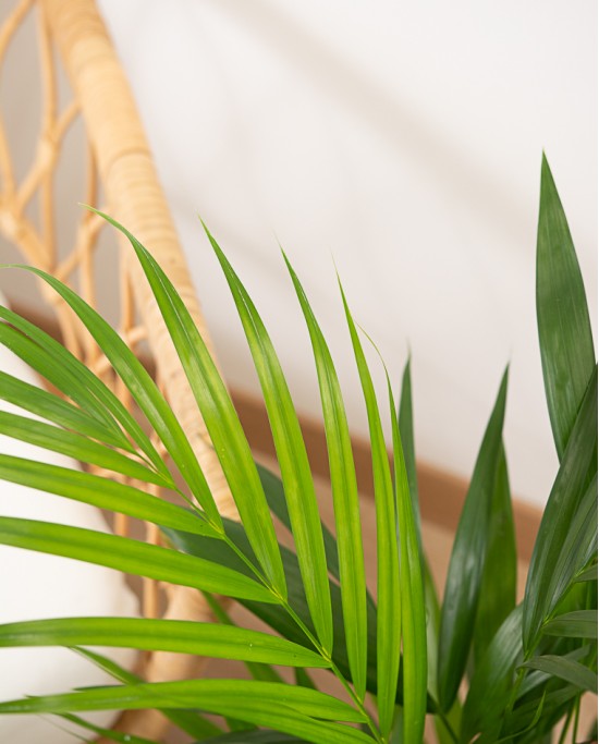 Areca M17
