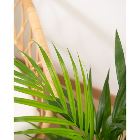 Areca M17