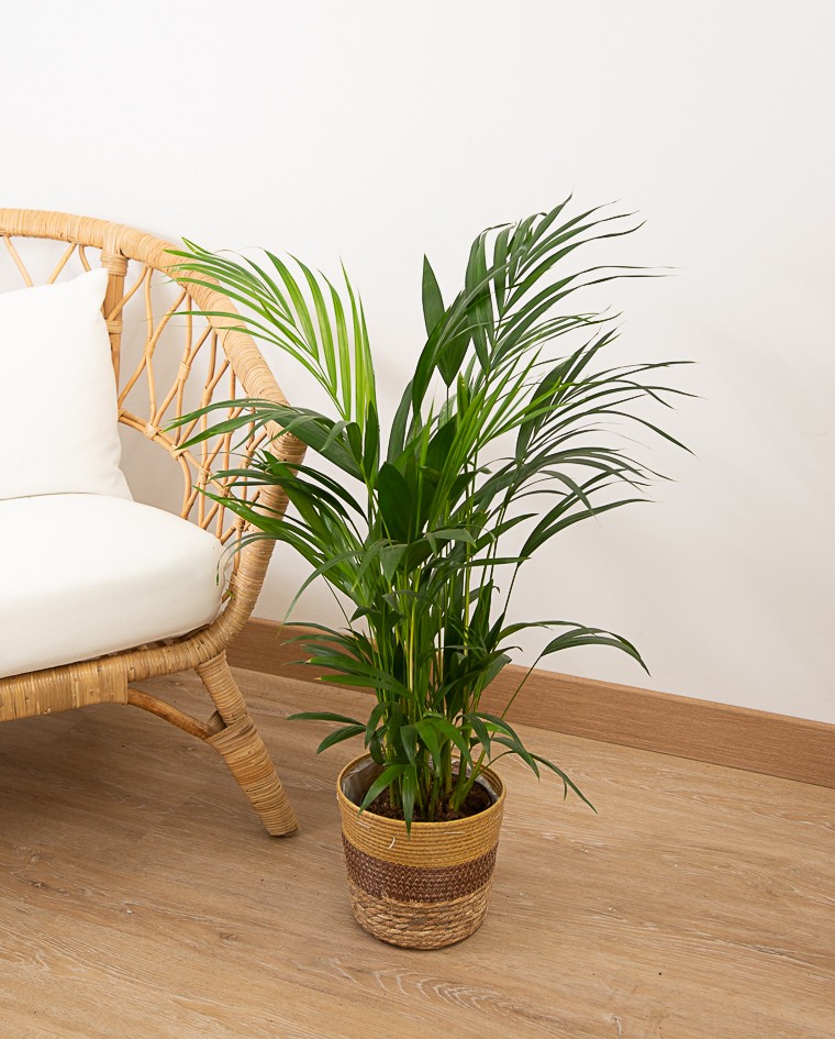 Areca M17